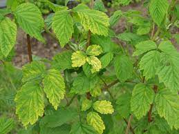 Карликовість (відьмина мітла)